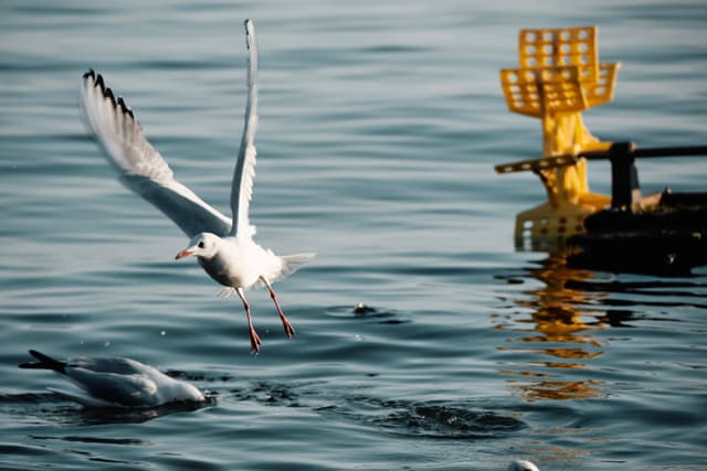 池……池鸥？（滇池）