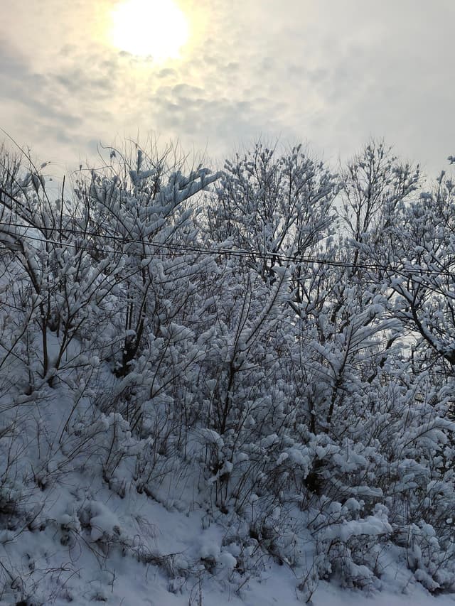 千树万树梨花开