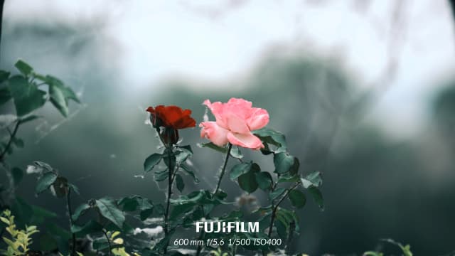 路边拍的，这应该是蔷薇吧？