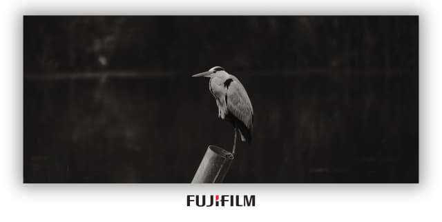 一只鹭（上庄水库）