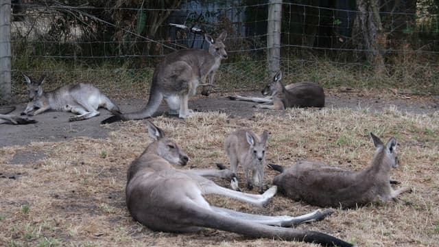 图中有几只袋鼠？
