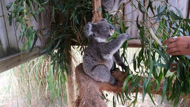 11月龄考拉吃饭