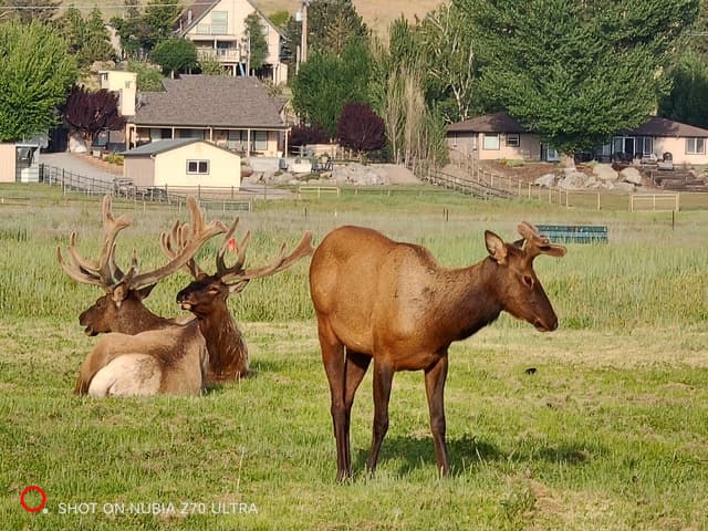 Baby Elk