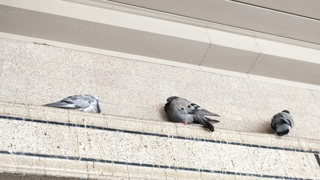 市场屋檐上的鸽子