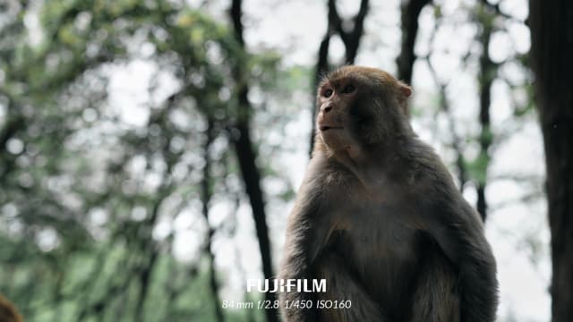 一只望向远方的猴子（黔灵山）