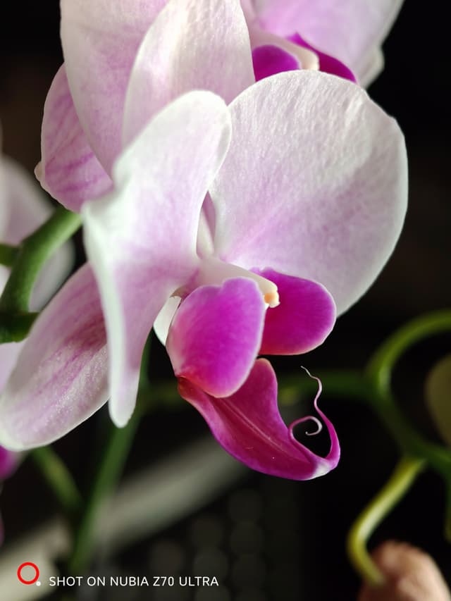 Orchid