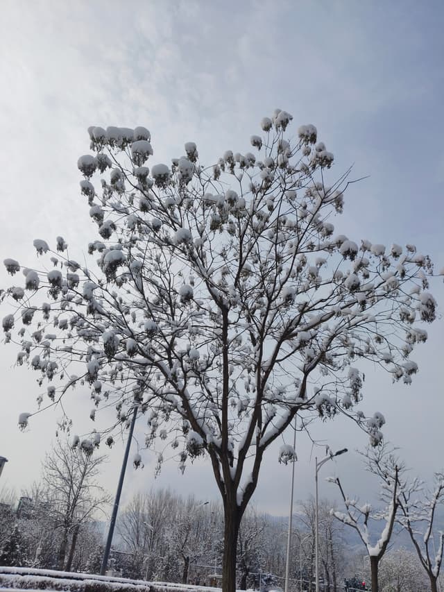 千朵万朵压枝低