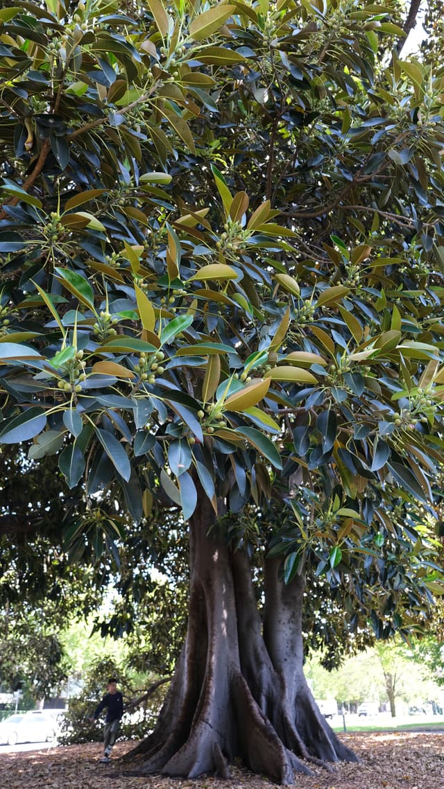 -巨型橄榄树（小孩哥是比例尺）