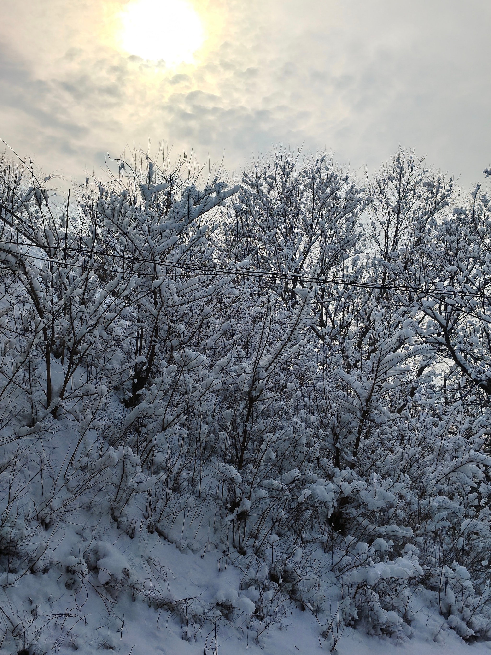 千树万树梨花开