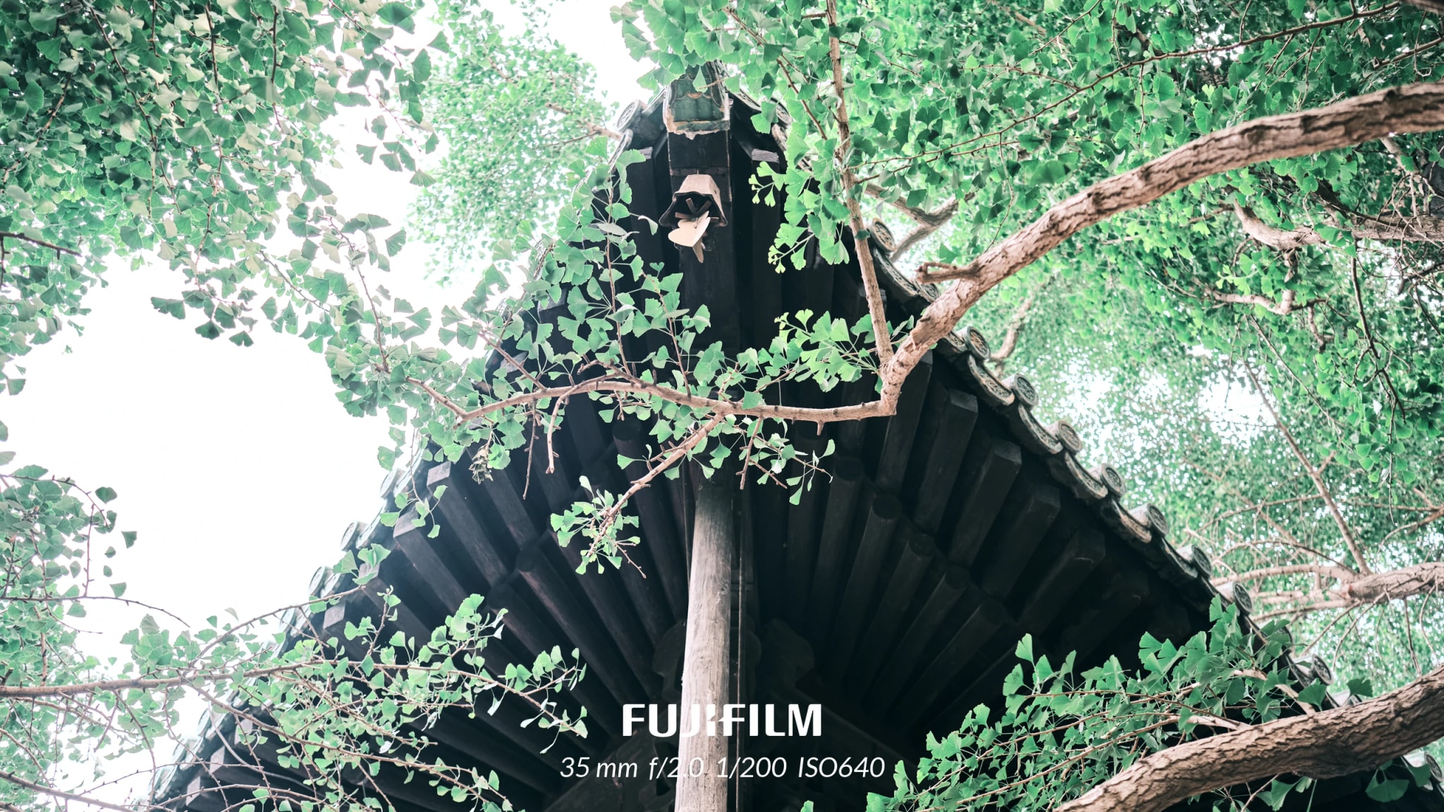 一棵很古老的银杏树（大觉寺）