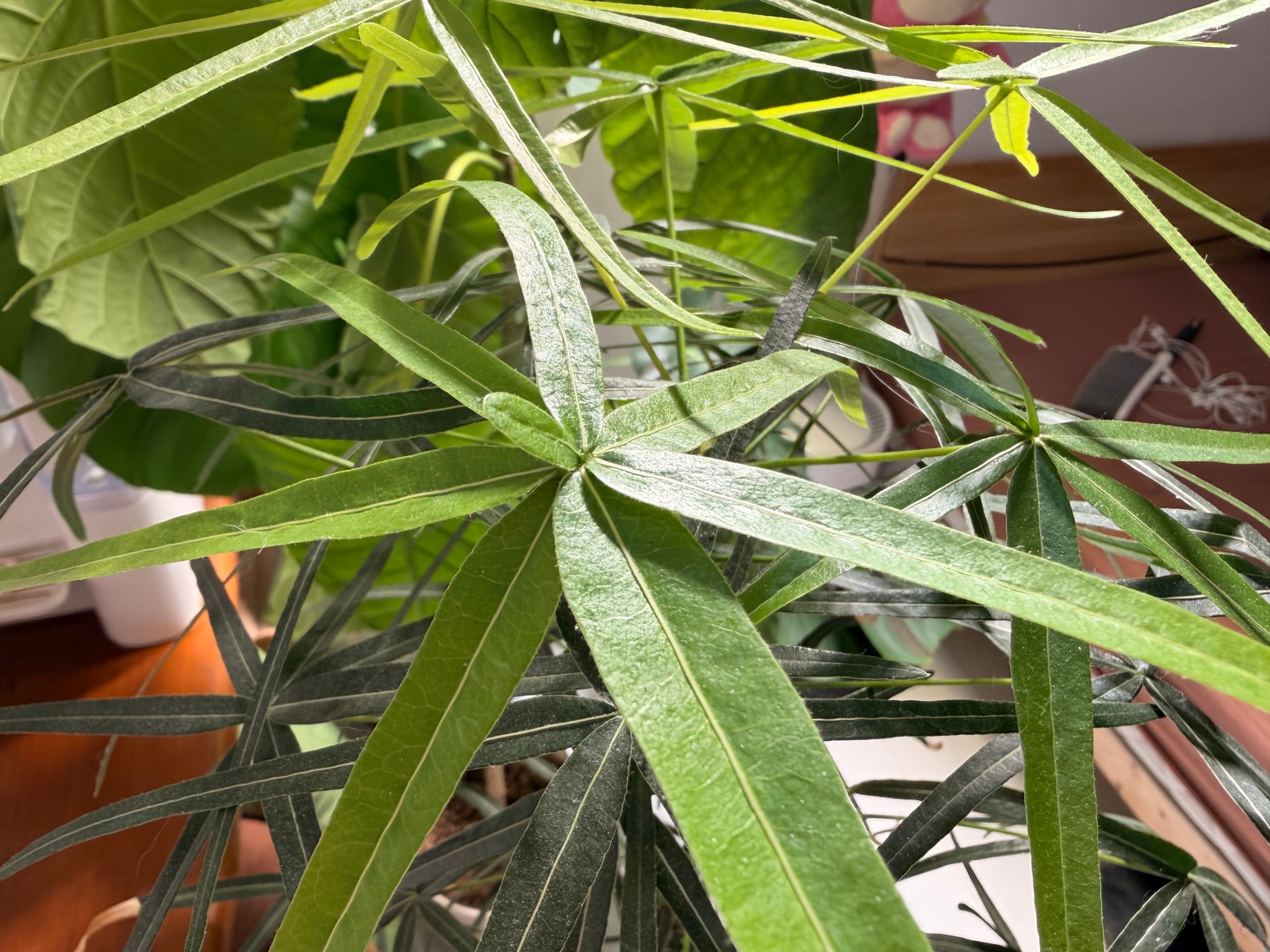 叶子中间长了个呆毛