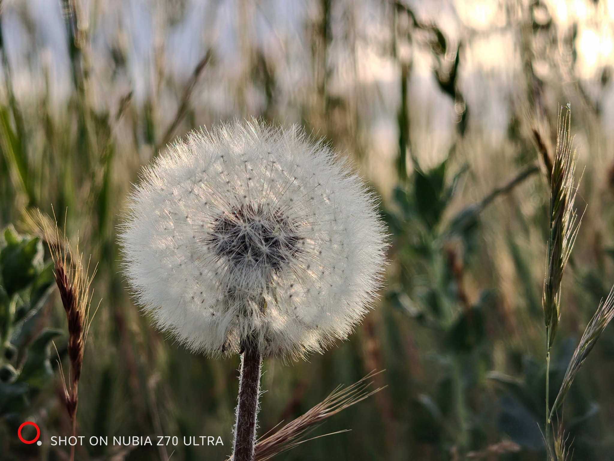 Dandelion