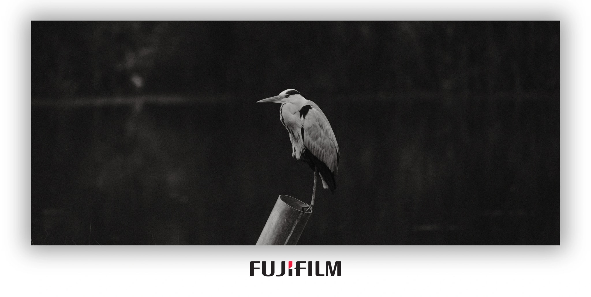 一只鹭（上庄水库）