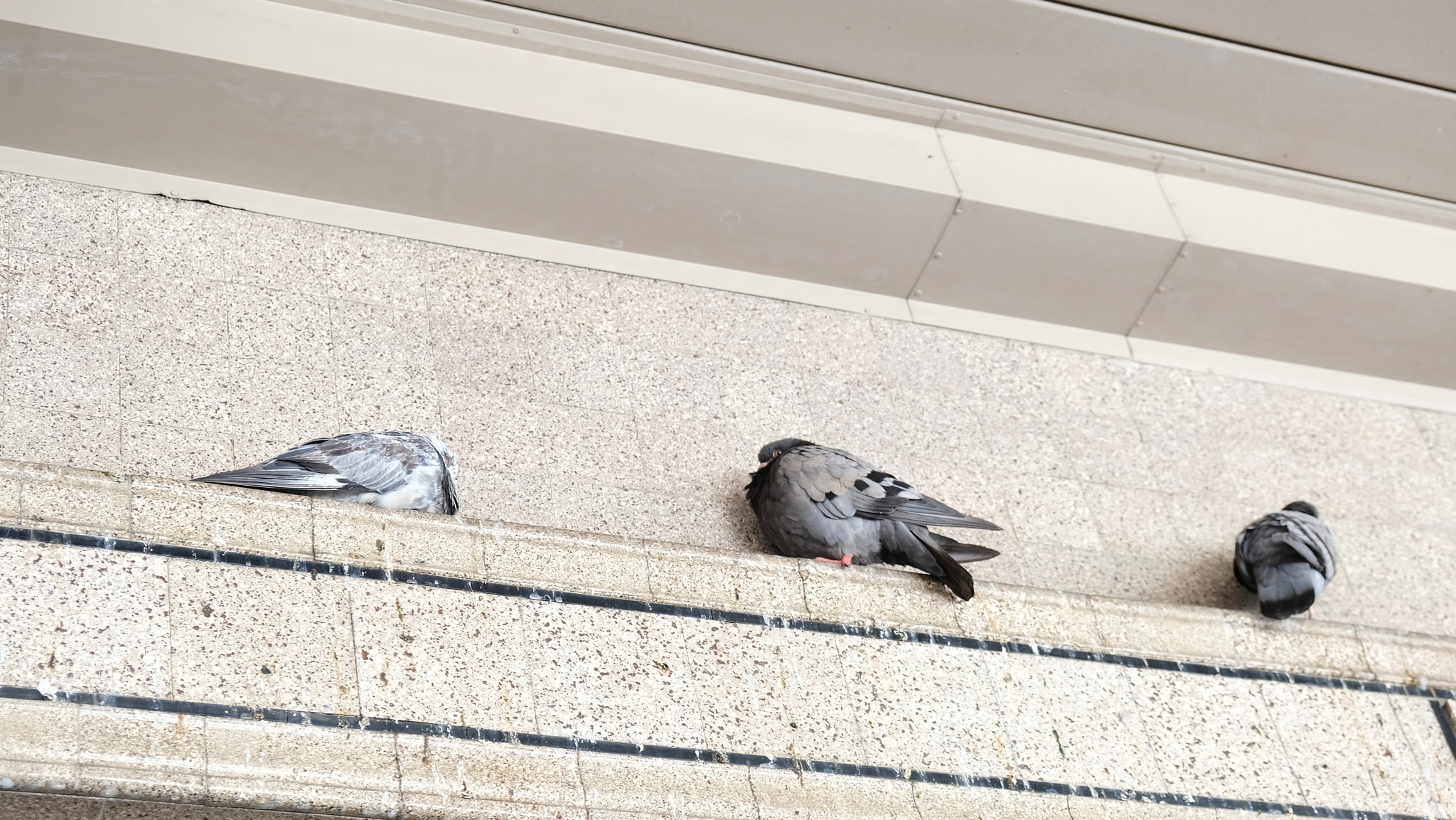 市场屋檐上的鸽子