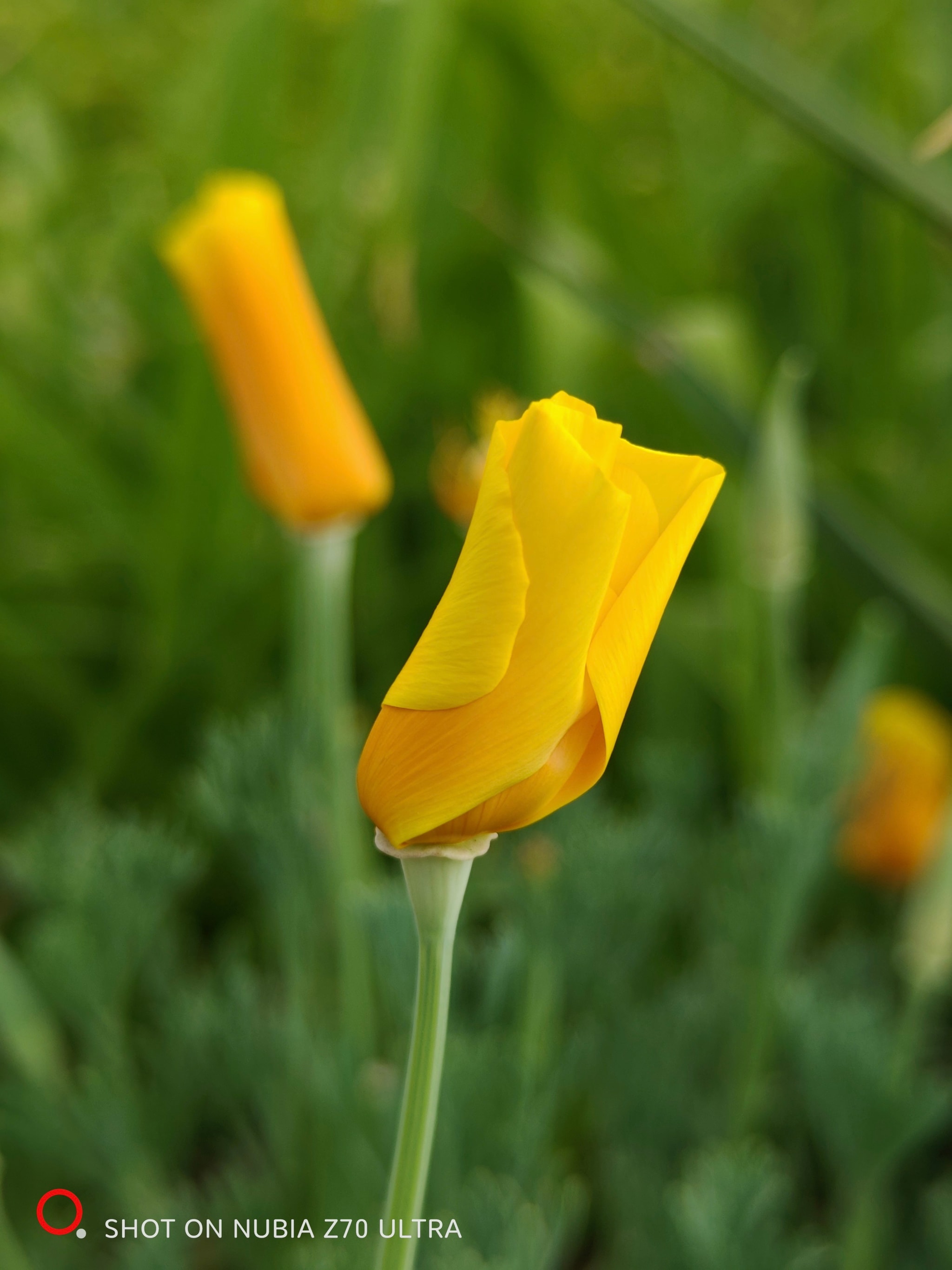 California Poppy
