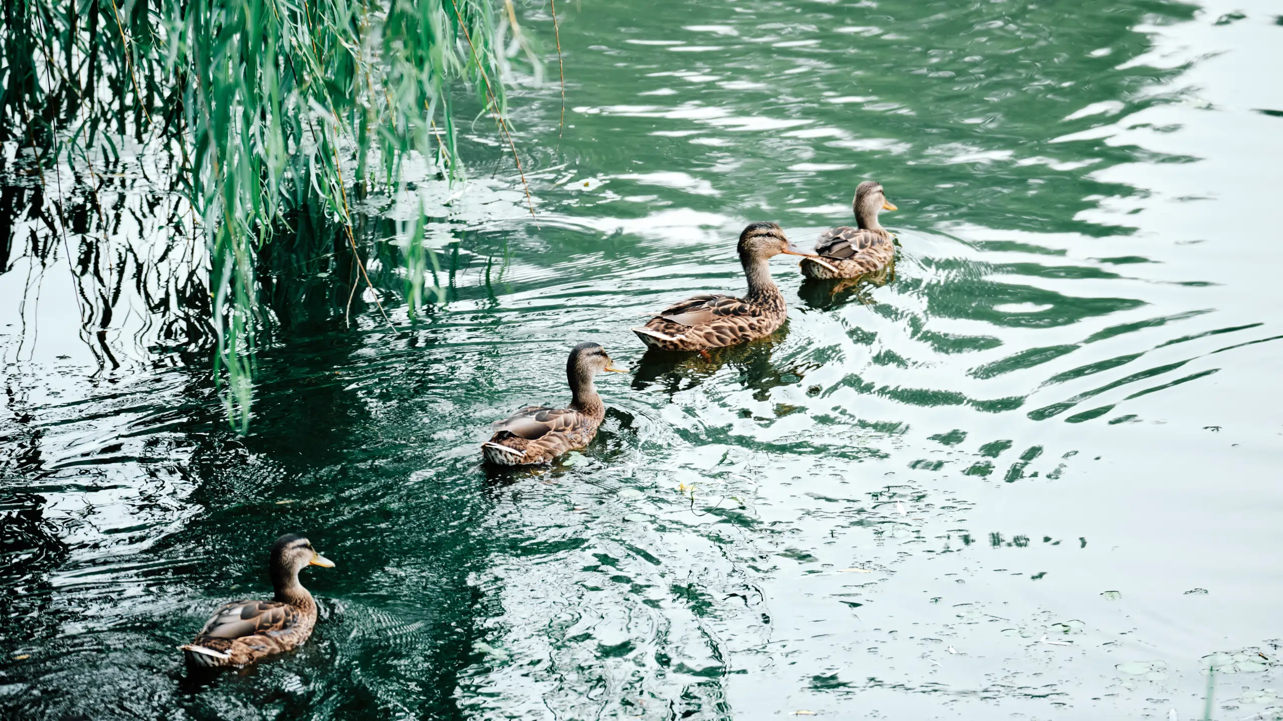 四只鸭子
