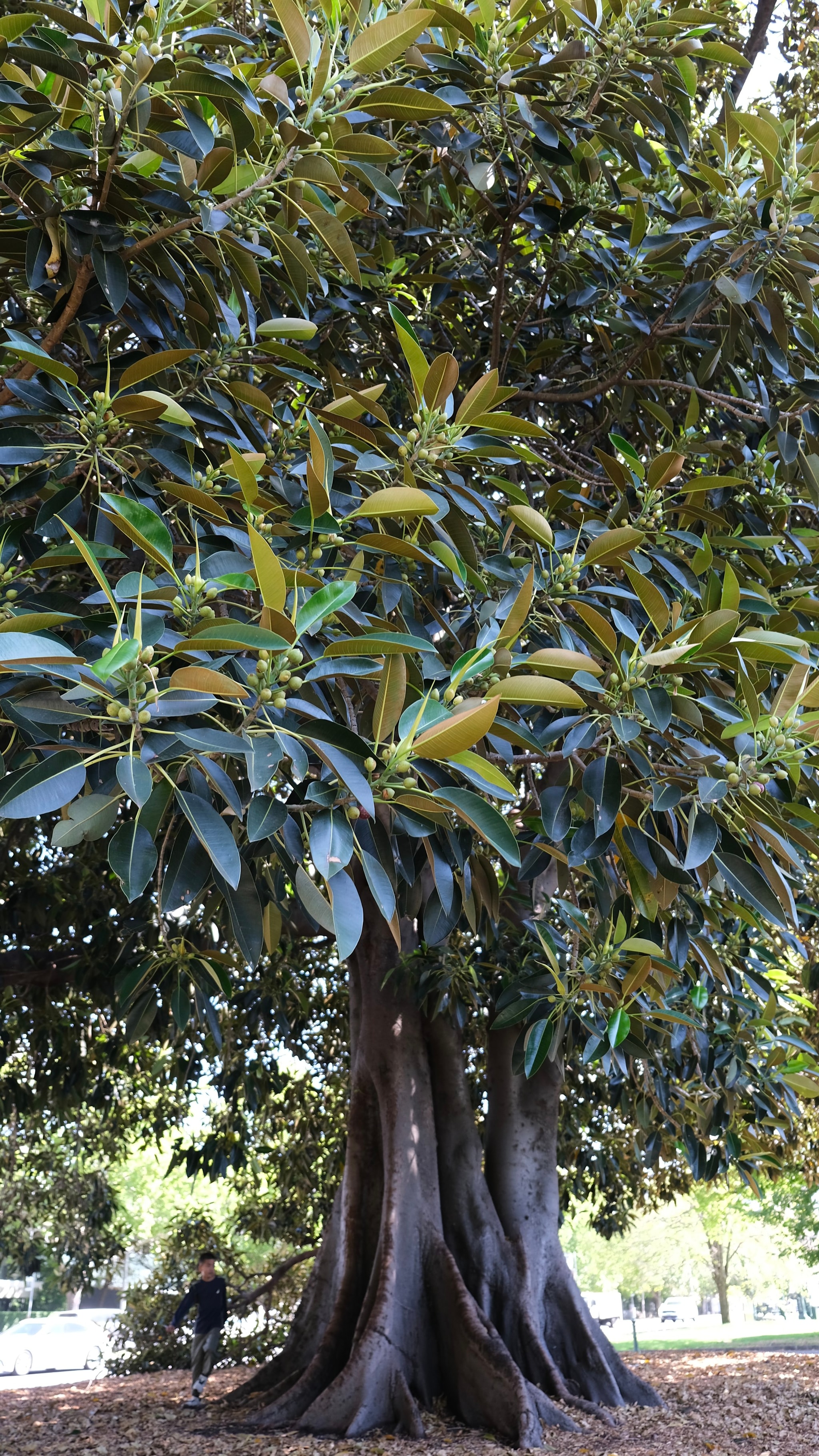 -巨型橄榄树（小孩哥是比例尺）